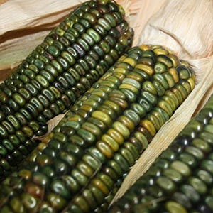Oaxacan Green Dent Corn - Zea mays - Rare Heirloom Vegetable