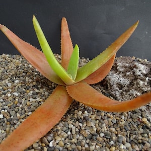 Richaudii Aloe - Aloe richaudii / Aloe erinacea - Rare &#39;Succulent&#39; Seeds - Red Aloe, Brown-Green, Pink Aloe, Mountain Aloe, Erinacea Aloe