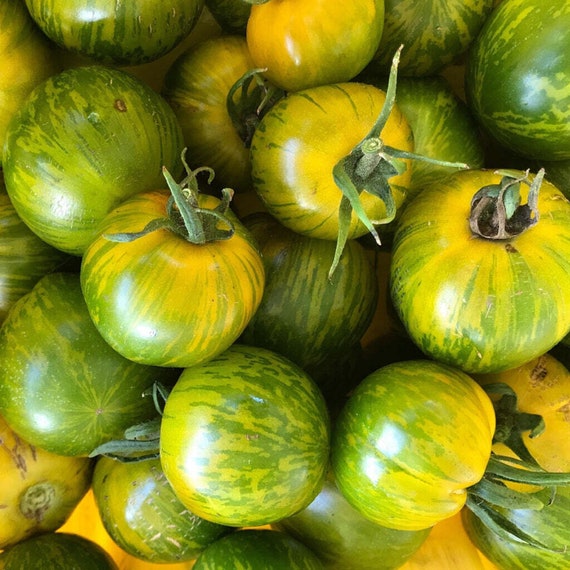 Semi Pomodoro Zebrato Green Zebra - Circa 10 Semi Antica Variet&agrave;