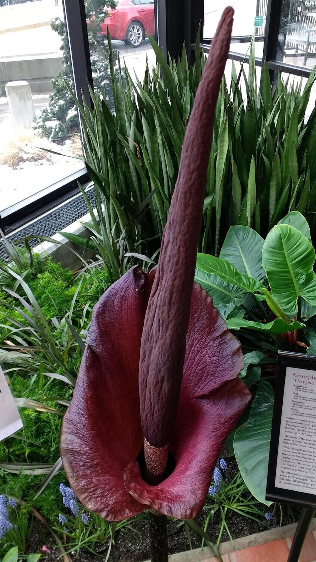 Devil's Tongue - Amorphophallus Konjac - Rare 'plant' Seeds - Voodoo Lily,  Snake Lily, Red-pink, Black Dragon, Araceae, Sansevieria - Etsy Finland