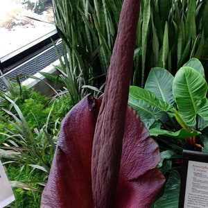 May include: A close-up of a large, dark red Amorphophallus titanum, also known as the Corpse Flower, in bloom. The flower has a long, dark purple spadix and a large, deep red spathe. The flower is surrounded by green foliage.