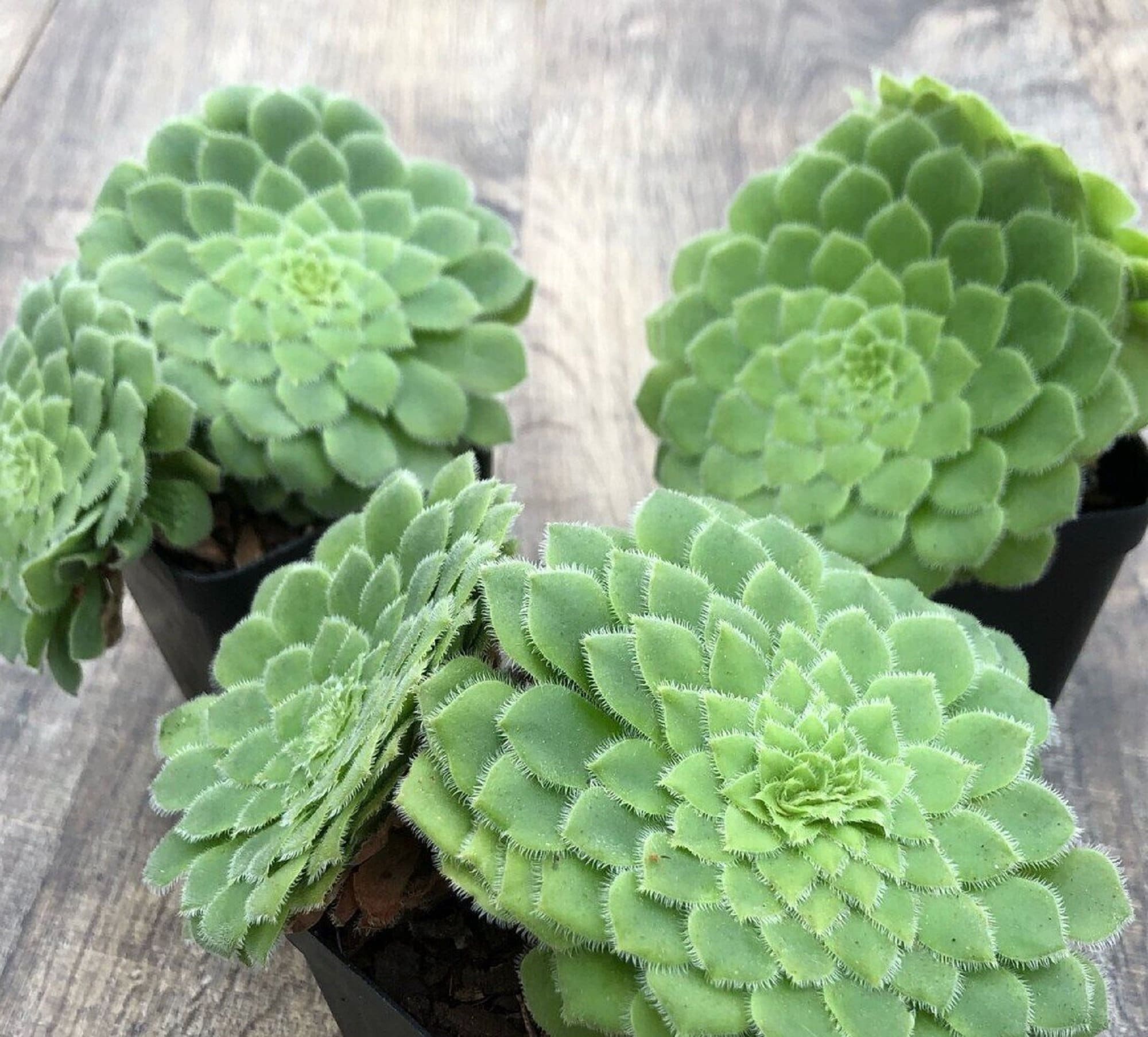Elephant ear cactus - Etsy sterreich