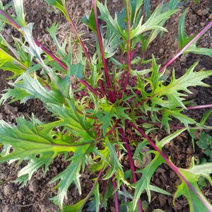 Beni Houshli Mizuna - Brassica rapa - Seltenes altes Gemüse