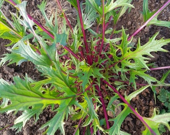 Beni Houshli Mizuna - Brassica rapa - Vegetal ancestral raro