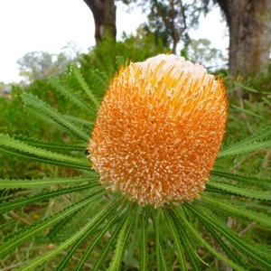 Op de afbeelding: Een close-up van een fel oranje en witte bloem met stekelige groene bladeren. De bloem is een type banksia, een inheemse Australische plant.