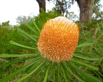 バーデットのバンクシア - バンクシア ブルデッティ - 珍しい「植物