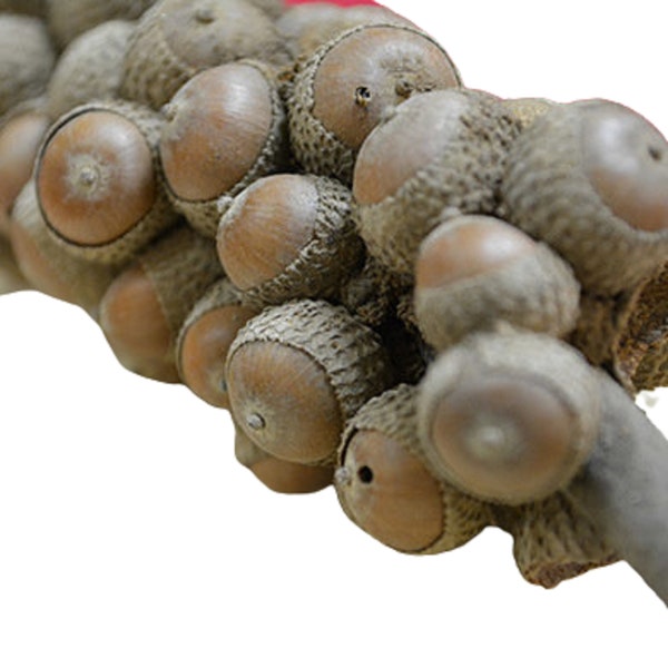 Acorn Branch - Oak Tree Fruit - Natural Branches with Dried Acorn Clusters - Natural Dried Items