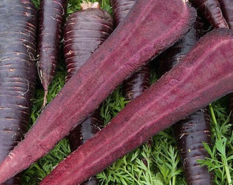 Zanahoria morada oscura - Daucus carota - Vegetal ancestral poco común