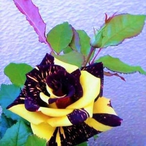 Puede incluir: Una sola rosa amarilla con rayas negras en los pétalos. La rosa está en flor y tiene un centro rojo oscuro. La rosa está rodeada de hojas verdes.