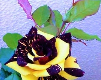 Florist's Tea Rose 'Dragon Tiger' - Rosa x hybrida - Rare 'Plant' Seeds - Rosa Abracadabra, Yellow-Black-Pink, Purple Rose, Hybrid Tea Roses