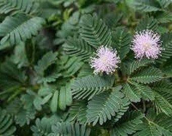 Roślina wrażliwa - Mimosa pudica - Rzadkie nasiona 'Plant' - Nie dotykaj mnie, Biało-zielona, Nieśmiała roślina, Fabaceae, Wrażliwa wrzosiec, Śpiąca trawa
