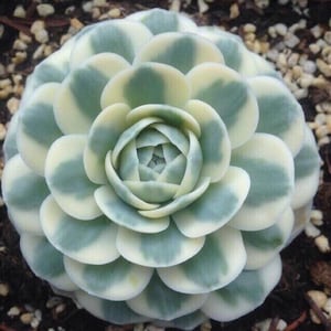 The common name for this is Orostachys iwarenge (Chinese Dunce Cap).Other Common names for this Rare Succulent Species are: Chinese Dunce Cap: Chinese Duncecap, Hardy Succulent. We only sell rare seeds of rare plants.