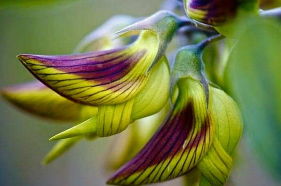 グリーン バードフラワー - Crotalaria cunninghamii - 希少な「植物