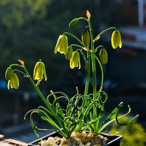 The common name for this is Albuca namaquensis (Spiral Grass).Other Common names for this Rare Succulent Species are: Spiral Grass: Spiral Aloe, Spiral Cactus, Spiral Agave. We only sell rare seeds of rare plants.