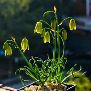 The common name for this is Albuca namaquensis (Spiral Grass).Other Common names for this Rare Succulent Species are: Spiral Grass: Spiral Aloe, Spiral Cactus, Spiral Agave. We only sell rare seeds of rare plants.