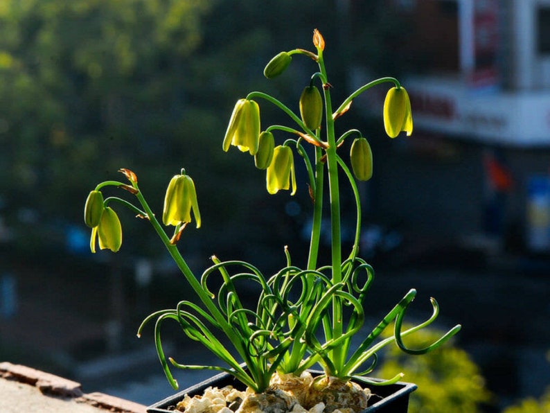 The common name for this is Albuca namaquensis (Spiral Grass).Other Common names for this Rare Succulent Species are: Spiral Grass: Spiral Aloe, Spiral Cactus, Spiral Agave. We only sell rare seeds of rare plants.