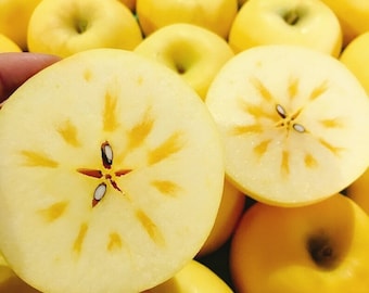 Haruka honungsäpple - Malus domestica - Sällsynta 'Bonsai' frön - Honungsäpple, Gulvitt, Ätäpple, Matäpple, Dessertäpple