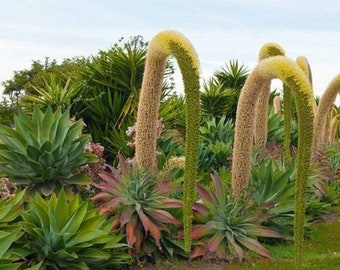 Foxtail Agave - Agave attenuata - Rare 'Plant' Seeds - Spineless Century Plant, Green-Yellow, Lions Tail Agave, Asparagaceae, Cowhorn Agave