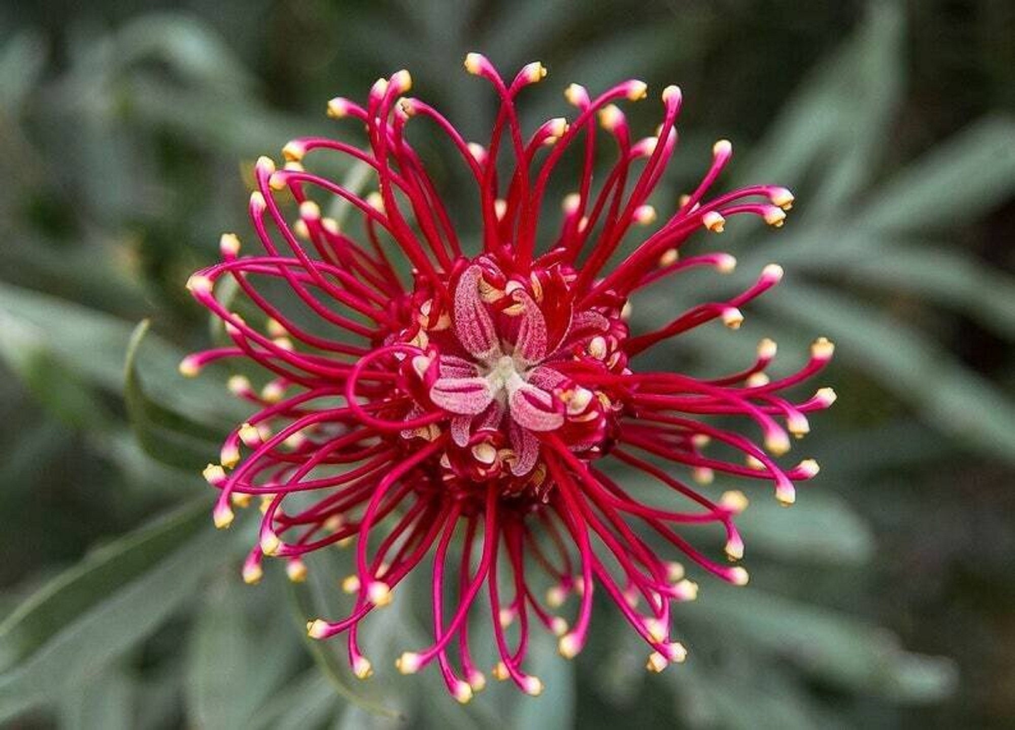 Spider Lily – Brown Parcel Press