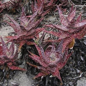 Aloe Coral Fire - Etsy