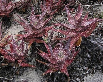 May include: Close-up of a group of succulent plants with red and white spotted leaves. The plants are growing in a sandy area with some dry branches and twigs.