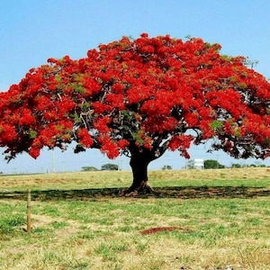 Puede incluir: Un árbol grande con una copa llena de flores rojas brillantes. El árbol está en un campo de hierba verde con un cielo azul en el fondo.