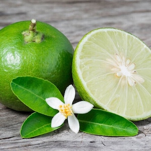 Key Lime - Citrus × aurantiifolia - Rare 'Fruit' Seeds - Mexican Lime, Green-White, West Indian Lime, Rutaceae, Bearss Lime, Tahitian Lime