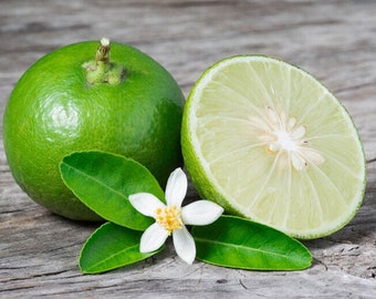 Key Lime - Citrus × aurantiifolia - Rare 'Fruit' Seeds - Mexican Lime, Green-White, West Indian Lime, Rutaceae, Bearss Lime, Tahitian Lime