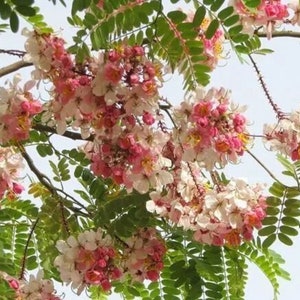 Pode incluir: Uma árvore com flores rosa e brancas em flor. As flores estão agrupadas em cachos e são cercadas por folhas verdes.