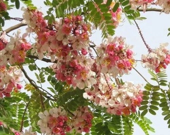 Puede incluir: Un árbol con flores rosas y blancas en flor. Las flores están agrupadas en racimos y están rodeadas de hojas verdes.