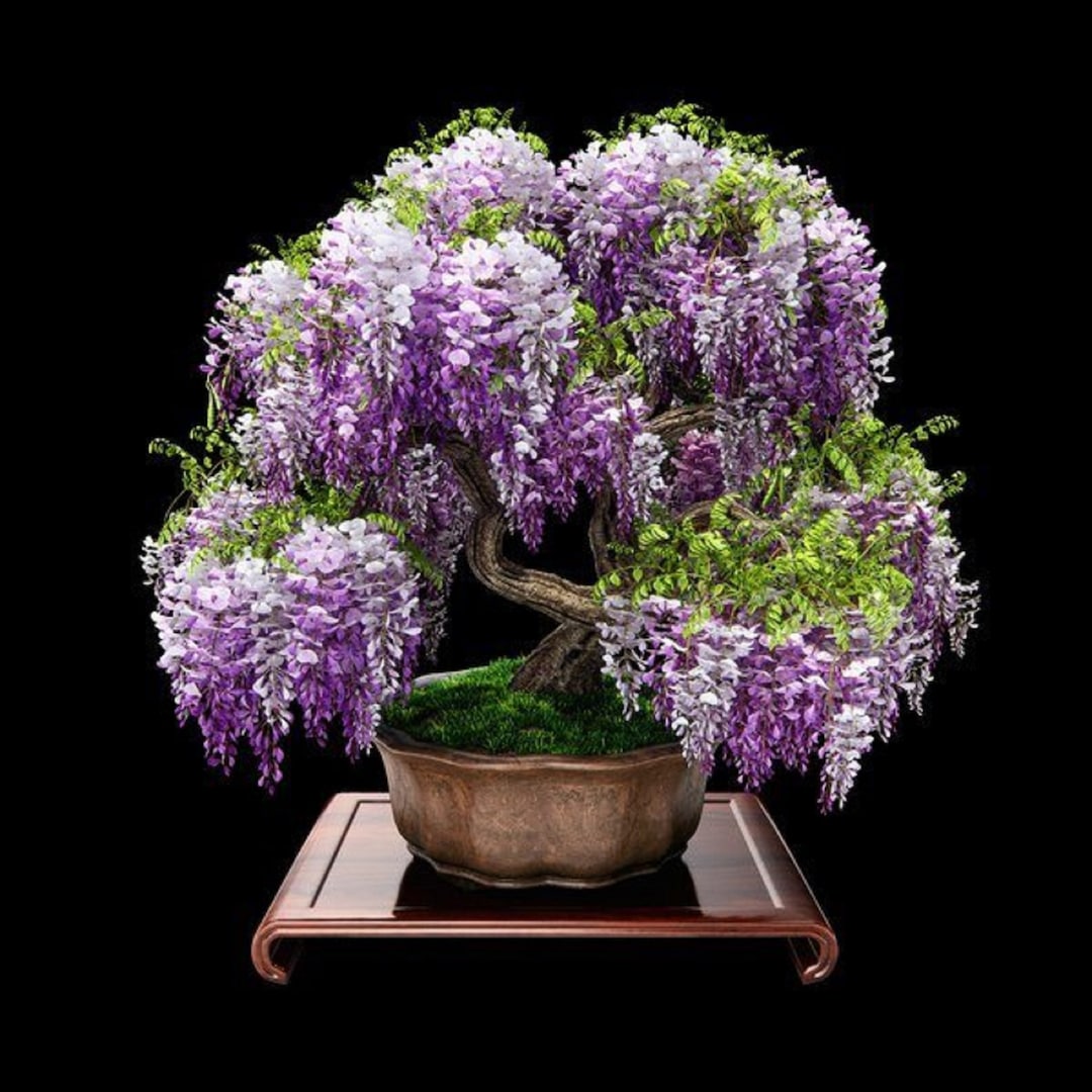 Afrikanischer Blauregen Bonsai Baum Bolusanthus speciosus / Etsy.de