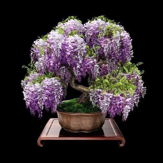 アフリカの藤盆栽 - Bolusanthus Speciosus / Lonchocarpus Speciosus
