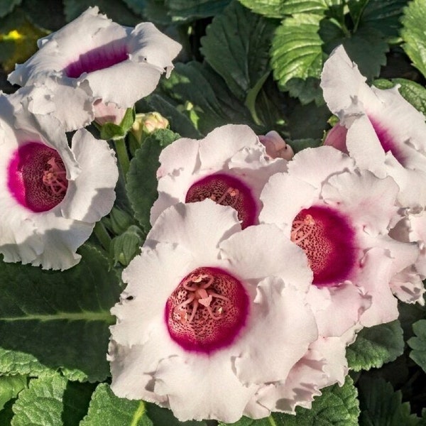 Florist's Gloxinia - Raspberry Sorbet - Sinningia Speciosa - Rare Plants Seeds - Brazilian Gloxinia, Pink-White,Cape Primrose,Fairy Gloxinia