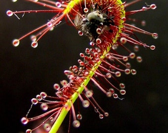 Cape Sundew - Drosera capensis - Rare 'Carnivorous' Seeds - Sundew, Red-Yellow, South African Sundew,Sundew of the Cape,South African Sundew