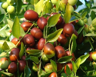 Dátiles de azufaifo rojo chino - Ziziphus Jujuba - Semillas raras de 'fruta' - fruta de azufaifo, dátil coreano, marrón-verde, dátil indio, azufaifo chino
