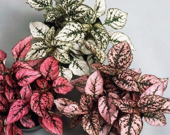 Carmine, White and Pink Mix Polka Dot Plant - Hypoestes phyllostachya -  Rare and Exotic Plants Seeds