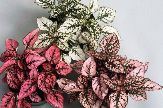Rote, weie und rosa gepunktete Pflanze - Hypoestes phyllostachya - seltene  und exotische Pflanzensamen - Etsy.de