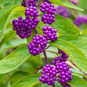 アメリカンビューティーベリー - Callicarpa americana - 珍しい「植物」の種子 - フレンチマルベリー、パープルグリーン、アメリカンマルベリー、アメリカンビューティーブッシュ