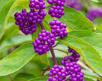 American Beautyberry - Callicarpa americana - Rare 'Plants' Seeds - French Mulberry, Purple-Green, American Mulberry, American Beauty Bush
