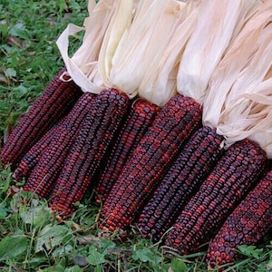 Bloody Butcher Corn - Zea mays - Rare Heirloom Vegetables