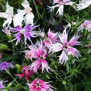 Könnte beinhalten: Nahaufnahme einer Gruppe von rosa, weißen und violetten Fransenblumen mit grünem Laub.