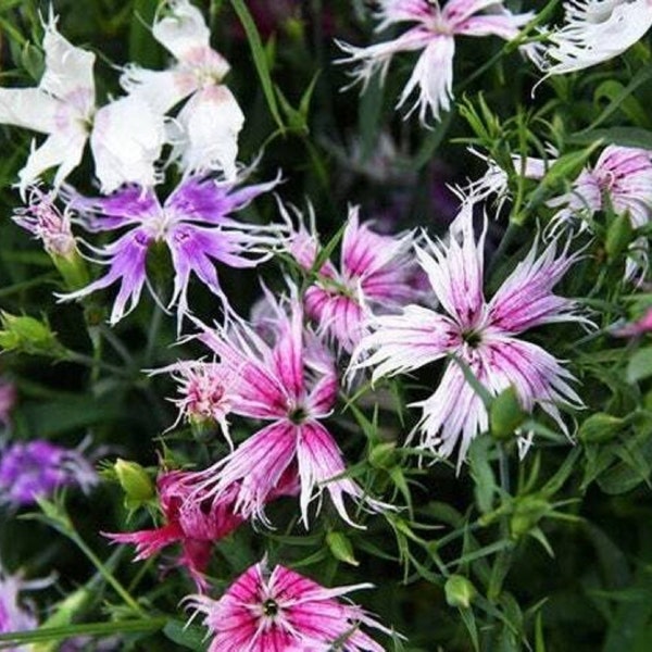 Nelken Mix - Dianthus superbus - Seltsame 'Pflanzen' Samen - Bizarre Nelken, Seltsame Blumen, Seltsame Nelken, Gruselige Nelken