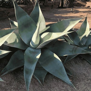 Creme Brulee Agave - Agave guiengola - Semi rari &#39;succulenti&#39; - Agave blu, grigio-verde, semi di agave a spillo, Brulee Spike succulenta, Flame Agave