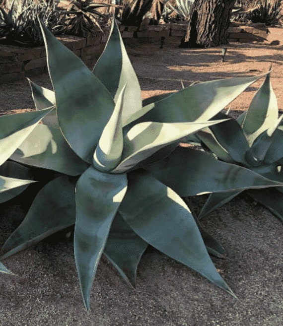 Creme Brulee Agave - Agave Guiengola - Rare 'succulent' Seeds - Blue Agave,  Grey-green,spiked Agave Seeds,brulee Spike Succulent,flame Agave - Etsy  Israel