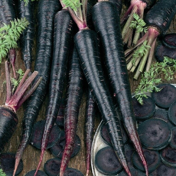 Pusa Asita Black Carrot - Daucus carota - Rare Heirloom Vegetable