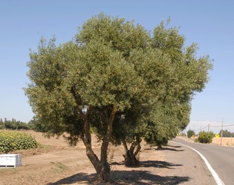 10 Samen Olivenbaum - Olive - lbaum (Olea europaea) - Bonsai - ein Baum  mit hoher Symbolkraft - ideal als Kbelpflanze fr Balkon, Terrasse -  Etsy.de