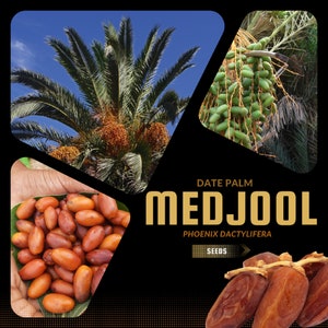 May include: Close-up of Medjool dates, a type of date palm, with the text "DATE PALM MEDJOOL PHOENIX DACTYLIFERA SEEDS" on a black background. The image also shows a hand holding a pile of dates and a close-up of a date palm tree.