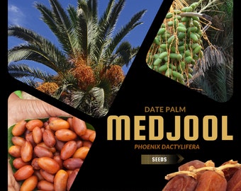 Peut inclure: Gros plan sur des dattes Medjool, un type de palmier dattier, avec le texte "DATE PALM MEDJOOL PHOENIX DACTYLIFERA SEEDS" sur un fond noir. L'image montre également une main tenant un tas de dattes et un gros plan sur un palmier dattier.