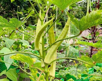 Elephant Tusk Okra / Lady Finger - Abelmoschus Esculentus - Rare Heirloom Vegetable