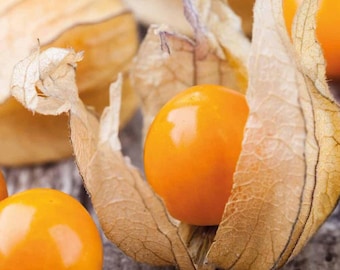 Uchuva (Inca Berry) - Physalis peruviana 'Colombia Select' - Semillas raras de 'Frutas' - Goldenberry, Orange-Yellow, Physalis peruviana